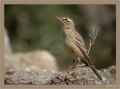 Полевой конек фото (Anthus campestris) - изображение №1918 onbird.ru.<br>Источник: www.birdforum.net